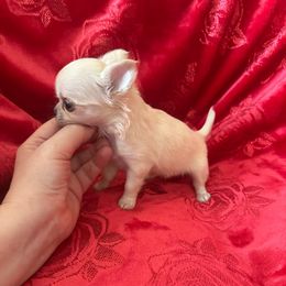 Tiny - Cream female Chihuahua puppy in Allentown, Pennsylvania from Tsunami Cockers & Chihuahuas