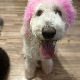 Blayke-Lynne - Labradoodle