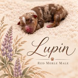 Lupin - Red merle male Miniature Australian Shepherd puppy in Cave Creek, Arizona from Arizona Aussies