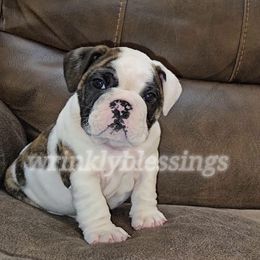 Benny - Bulldog puppy from Wrinkly Blessings English Bulldogs