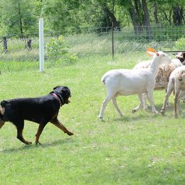 "Huey at 18 months" Cardigan Welsh Corgi, Keeshond, and Rottweiler All Grown Up from KeeRocka Show Dogs