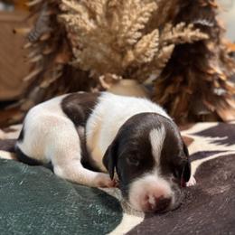 Cedar - White and liver male German Shorthaired Pointer puppy in Georgia from CMC Farms