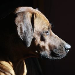 Maya - Rhodesian Ridgeback