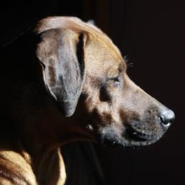 Maya - Rhodesian Ridgeback