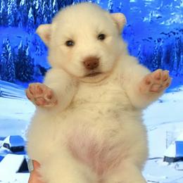 Joy - White female Siberian Husky puppy in Miami, Florida from Blue Moon Huskies