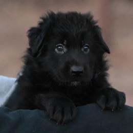 Red and Teal - Black male German Shepherd puppy in Florissant, Colorado from Vom Dortmunder German Shepherds