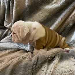 Bulldog Puppies from Semper Fi Bulldogs
