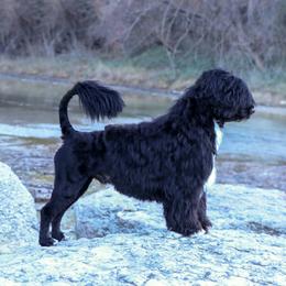 Slice - Portuguese Water Dog