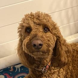 Josie - Goldendoodle