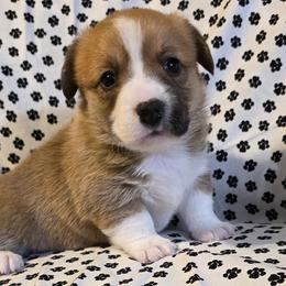 Pembroke Welsh Corgis from Desilu Corgis