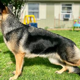 German Shepherds from Tagträumer kennels