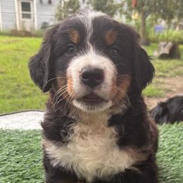 Bernese Mountain Dog Puppies from Emma-Mada's Old Thyme Berners