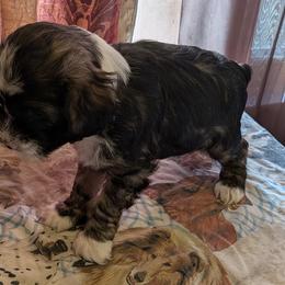 Puppy 3 - Sable and white male Tibetan Terrier puppy in Sioux City, Iowa from Gemms Affenpinschers, Barbets and Tibetan Terriers