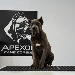 Female 4 - Gray brindle female Cane Corso puppy in Cashion, Oklahoma from APEXOK Cane Corsos