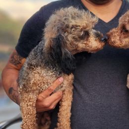 Tonks - Poodle