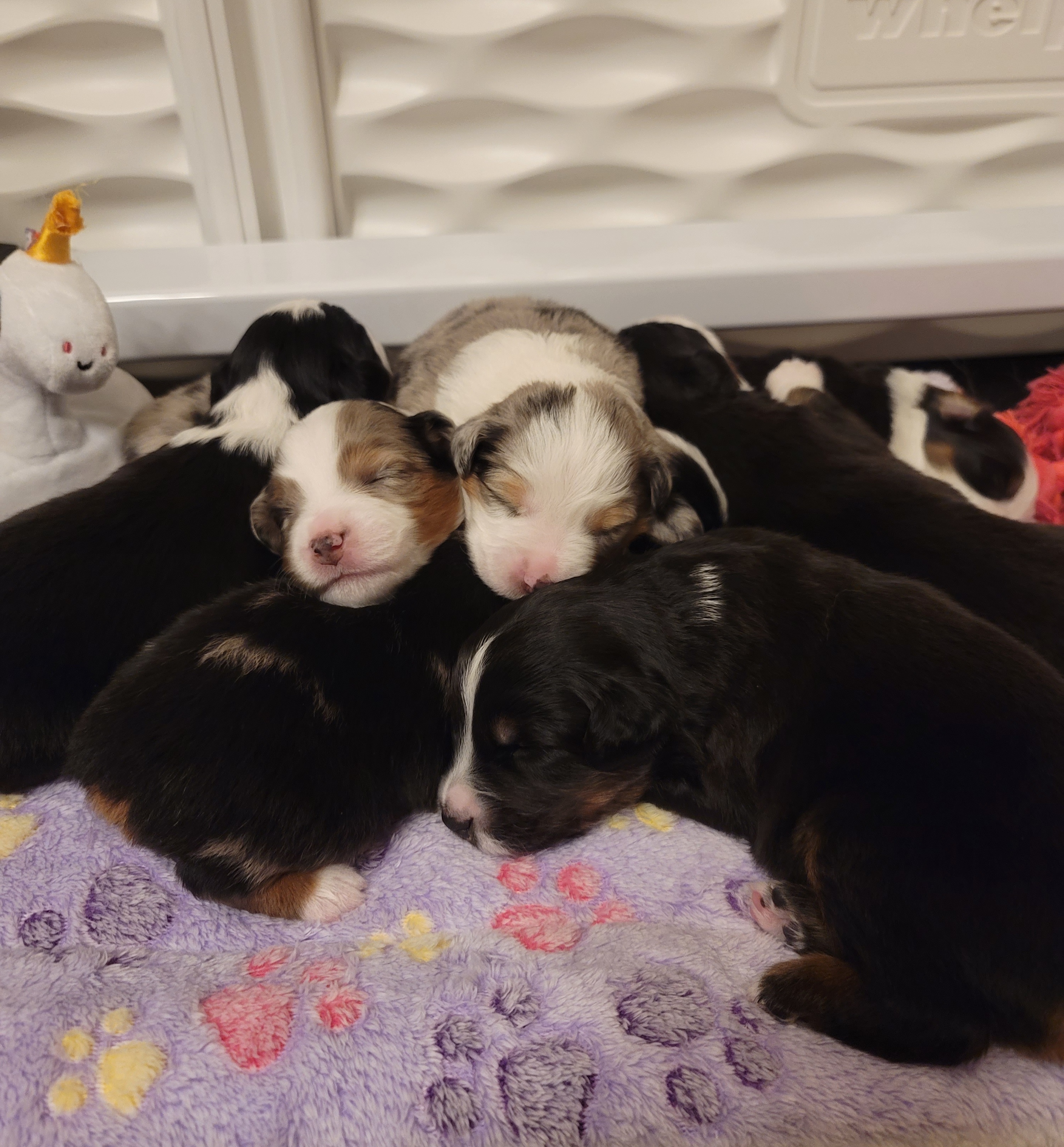 Miniature Australian Shepherd puppies from All About Me MAS
