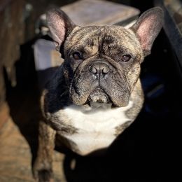 Rip - French Bulldog