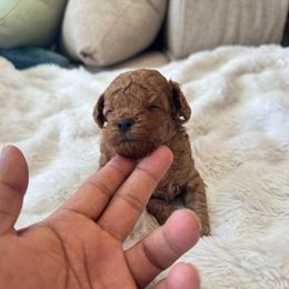 Boy 2 - Red male Maltipoo puppy in San Diego, California from Maltipoos SD