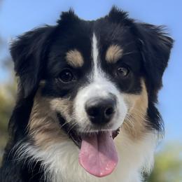 Sequel - Miniature American Shepherd