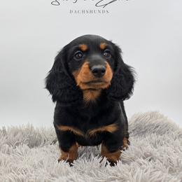 Blue Collar ON HOLD - Black and tan female Dachshund puppy in Zebulon, North Carolina from Salt of the Earth Dachshunds