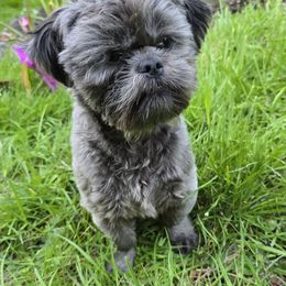 Baloo - Shih Tzu