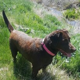 Remi - Labrador Retriever