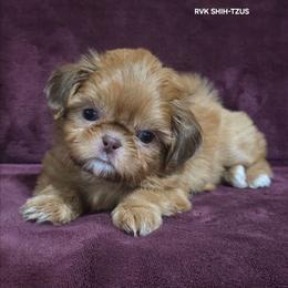 Cinderella - Green Collar - Liver female Shih Tzu puppy in Wymore, Nebraska from RVK Bulldogs & Shih-Tzus