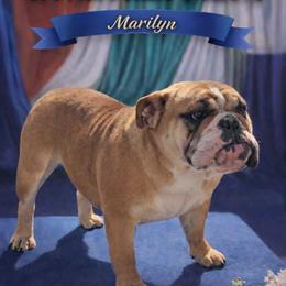 Marilyn - Bulldog