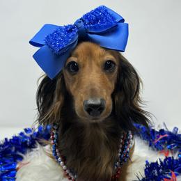 Ellie - Dachshund