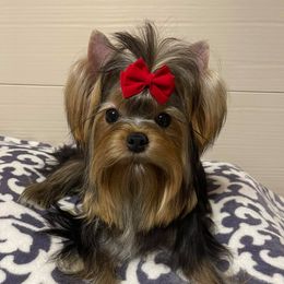 Opie - Yorkshire Terrier