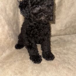Boy 3 - Black male Poodle puppy in Amarillo, Texas from Amarillo Toy Poodles
