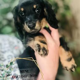 Dachshund Puppies from Davidson's Dachshunds