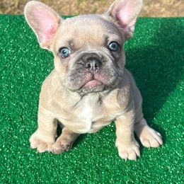 French Bulldogs from Blue Bottom Frenchies