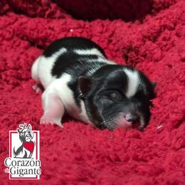 Max - Black tan and white male Biewer Terrier puppy in California from Corazon de gigante