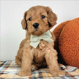 Isolde - Red female Bernedoodle puppy in Temecula, California from Oodles O'Doodles