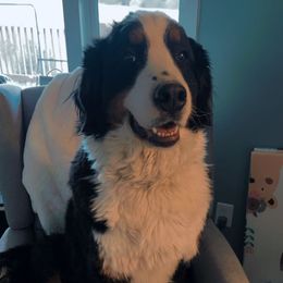 Zenna - Bernese Mountain Dog