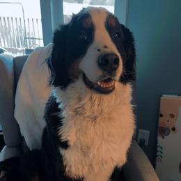 Zenna - Bernese Mountain Dog