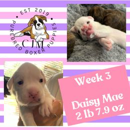Girl 1 - White Boxer puppy in Jupiter, Florida from CJM Boston and Boxer Puppies