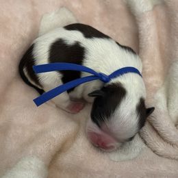Boy6 - Red and white male Shih Tzu puppy in Covina, California from Shih_doodle_Co