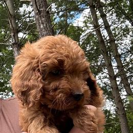 Red Heart - Red  female Goldendoodle puppy in Germantown, Maryland from Honey Blossom Doodles
