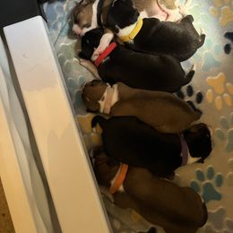 Basenji Puppies from Freecloud Basenji