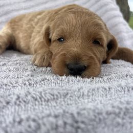 Reba - Caramel female Labradoodle puppy in Lowville, New York from Adirondack Labradoodles