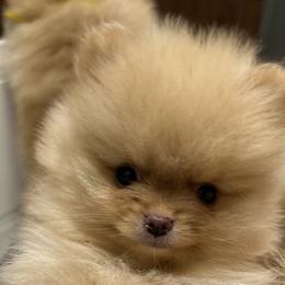 Pomeranians from Britt's Poms