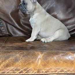 French Bulldog Puppies from Brandi Nance's French Bulldogs