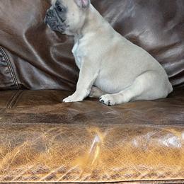 French Bulldog Puppies from Brandi Nance's French Bulldogs