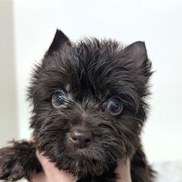Cash - Liver male Yorkshire Terrier puppy in Gaylesville, Alabama from Sweet Alabama Yorkies