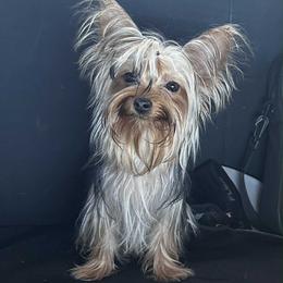Fendy - Yorkshire Terrier