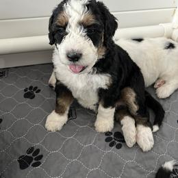 Bernedoodle Puppies from SoCal Bernedoodles