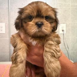 Bradford - Red male Shih Tzu puppy in Kettering, Ohio from The Ruff Life Tribe