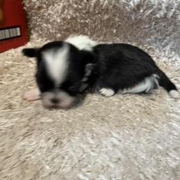 Tiny black and white girl - Black and white female Shih Tzu puppy in Newark, Ohio from Gemini Kennels
